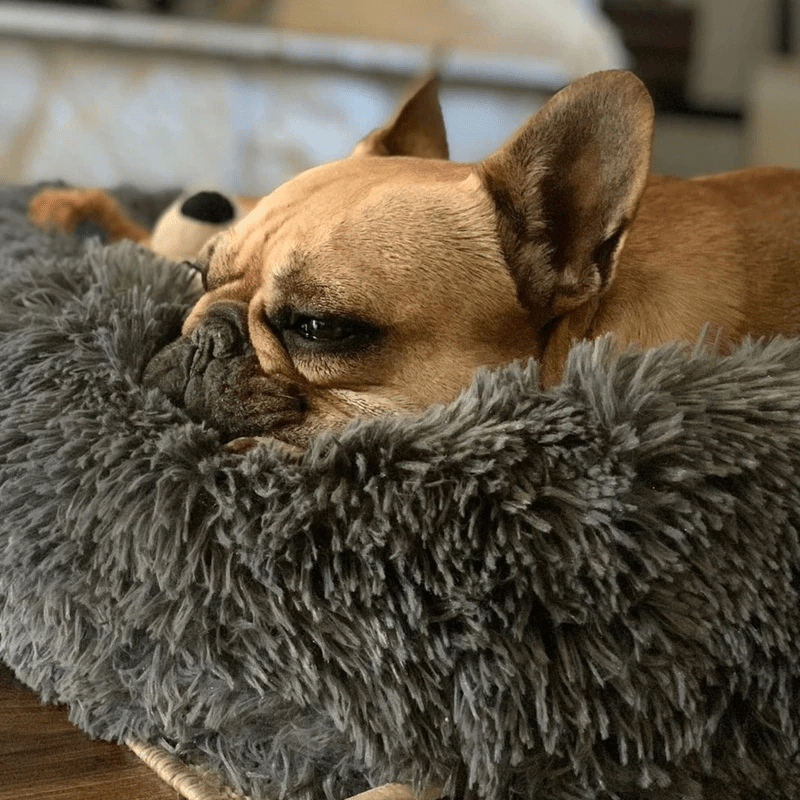 Reduce Stress, Anxiety and Give Your Dog a Better Sleep